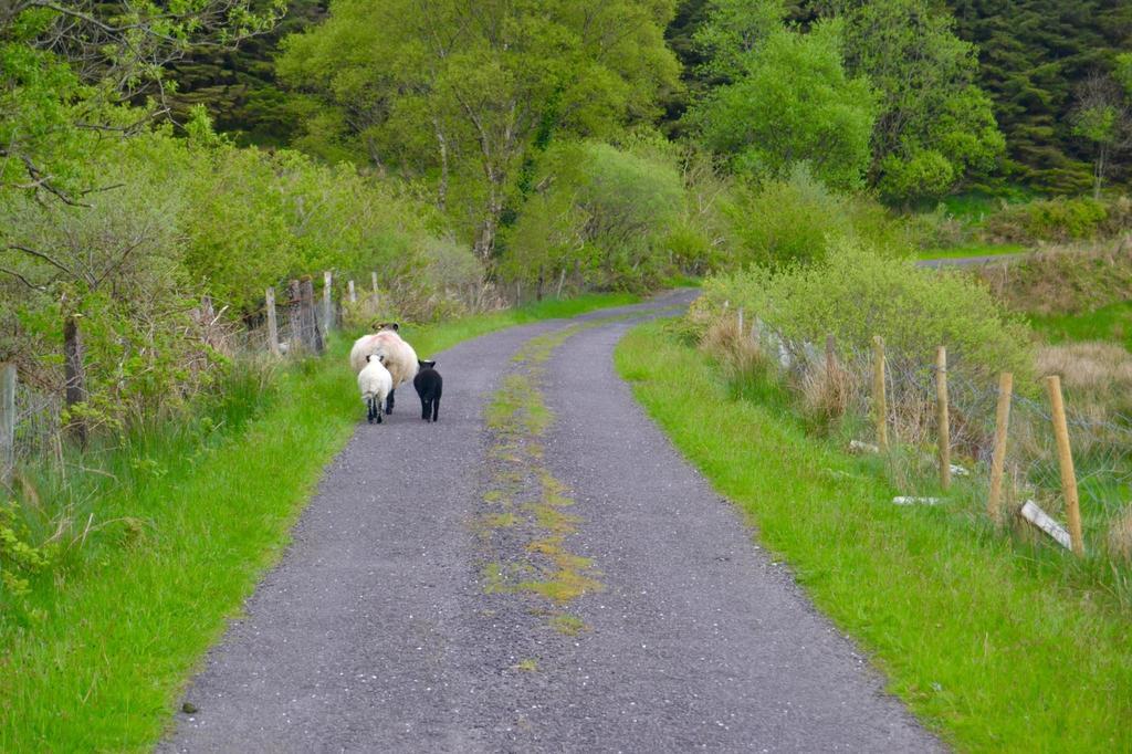 Riverlodge Self Catering Kenmare Luaran gambar