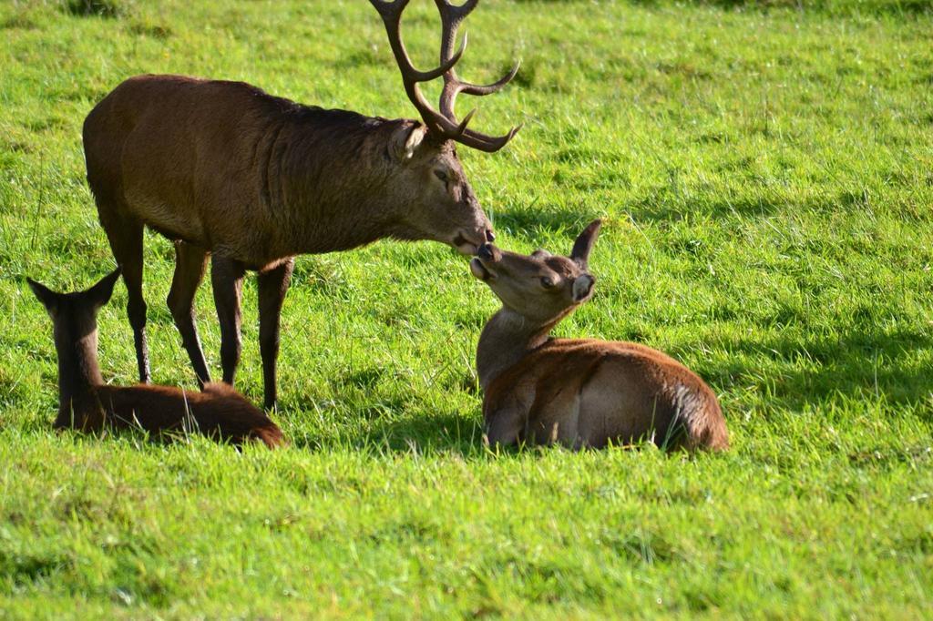 Riverlodge Self Catering Kenmare Luaran gambar